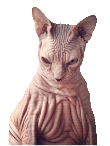 Bingus GIF
